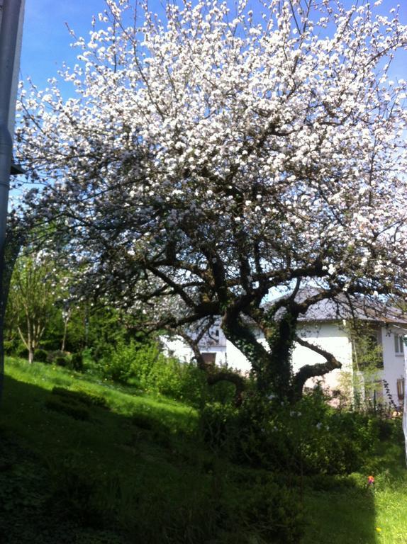 Ferienwohnung Hering In Dill Oda fotoğraf
