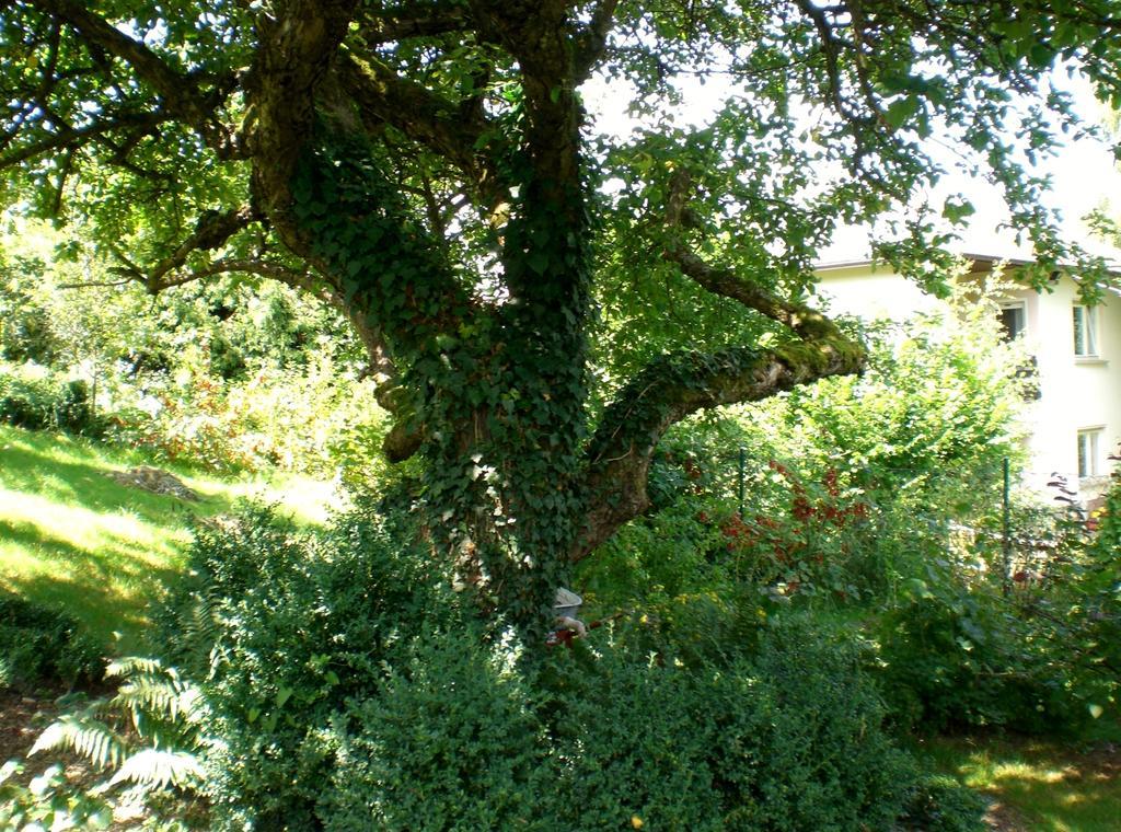 Ferienwohnung Hering In Dill Oda fotoğraf
